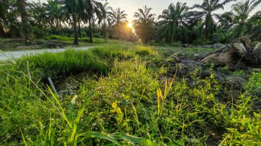Plantasyon alanının çevresindeki basit kırsal drenaj sistemi ile gündüz gökyüzü sahnesi ön planda..
