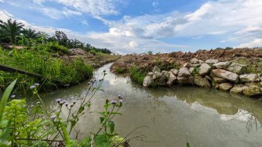 Plantasyon alanının çevresindeki basit kırsal drenaj sistemi ile gündüz gökyüzü sahnesi ön planda..