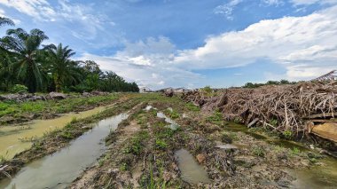 Plantasyon alanının çevresindeki basit kırsal drenaj sistemi ile gündüz gökyüzü sahnesi ön planda..