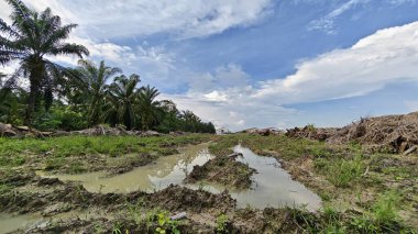 Plantasyon alanının çevresindeki basit kırsal drenaj sistemi ile gündüz gökyüzü sahnesi ön planda..