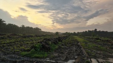 colorful dawn sky scene with the wild vegetation around the plantation field in the foreground.