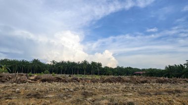 Renkli şafak vakti gökyüzü sahnesi. Tarlanın etrafındaki yabani bitki örtüsü ön planda..