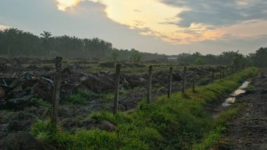 Renkli şafak vakti gökyüzü sahnesi. Tarlanın etrafındaki yabani bitki örtüsü ön planda..
