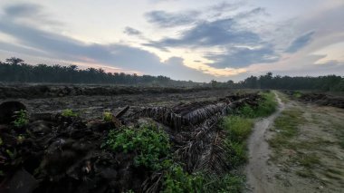 colorful dawn sky scene with the wild vegetation around the plantation field in the foreground.