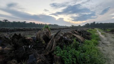 Renkli şafak vakti gökyüzü sahnesi. Tarlanın etrafındaki yabani bitki örtüsü ön planda..