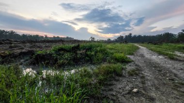Renkli şafak vakti gökyüzü sahnesi. Tarlanın etrafındaki yabani bitki örtüsü ön planda..