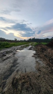 Renkli şafak vakti gökyüzü sahnesi. Tarlanın etrafındaki yabani bitki örtüsü ön planda..