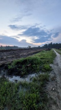 Renkli şafak vakti gökyüzü sahnesi. Tarlanın etrafındaki yabani bitki örtüsü ön planda..