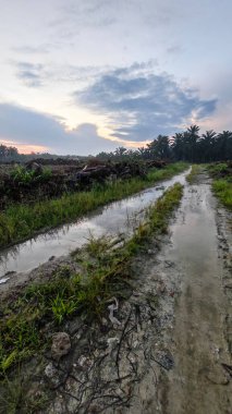 Renkli şafak vakti gökyüzü sahnesi. Tarlanın etrafındaki yabani bitki örtüsü ön planda..