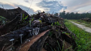 Renkli şafak vakti gökyüzü sahnesi. Tarlanın etrafındaki yabani bitki örtüsü ön planda..