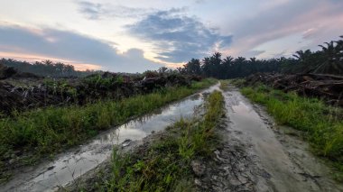 Renkli şafak vakti gökyüzü sahnesi. Tarlanın etrafındaki yabani bitki örtüsü ön planda..