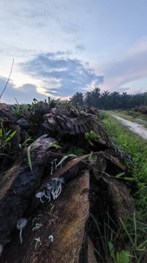 Renkli şafak vakti gökyüzü sahnesi. Tarlanın etrafındaki yabani bitki örtüsü ön planda..