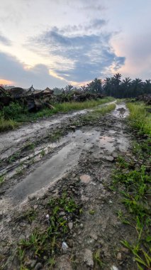 Renkli şafak vakti gökyüzü sahnesi. Tarlanın etrafındaki yabani bitki örtüsü ön planda..