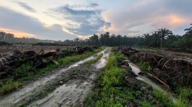 colorful dawn sky scene with the wild vegetation around the plantation field in the foreground.
