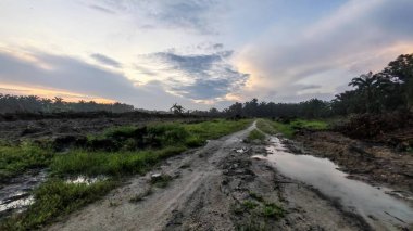 colorful dawn sky scene with the wild vegetation around the plantation field in the foreground.