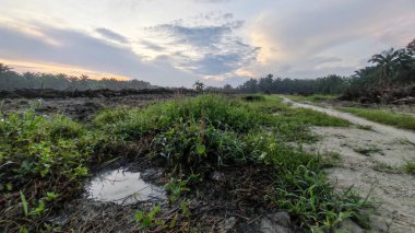 Renkli şafak vakti gökyüzü sahnesi. Tarlanın etrafındaki yabani bitki örtüsü ön planda..