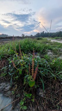 Renkli şafak vakti gökyüzü sahnesi. Tarlanın etrafındaki yabani bitki örtüsü ön planda..