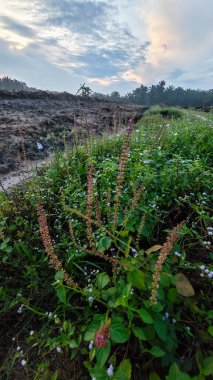 Renkli şafak vakti gökyüzü sahnesi. Tarlanın etrafındaki yabani bitki örtüsü ön planda..