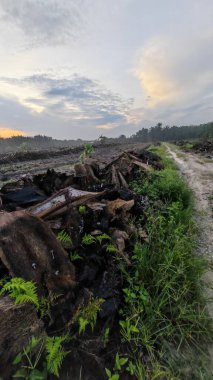 Renkli şafak vakti gökyüzü sahnesi. Tarlanın etrafındaki yabani bitki örtüsü ön planda..