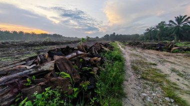 Renkli şafak vakti gökyüzü sahnesi. Tarlanın etrafındaki yabani bitki örtüsü ön planda..