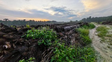 Renkli şafak vakti gökyüzü sahnesi. Tarlanın etrafındaki yabani bitki örtüsü ön planda..
