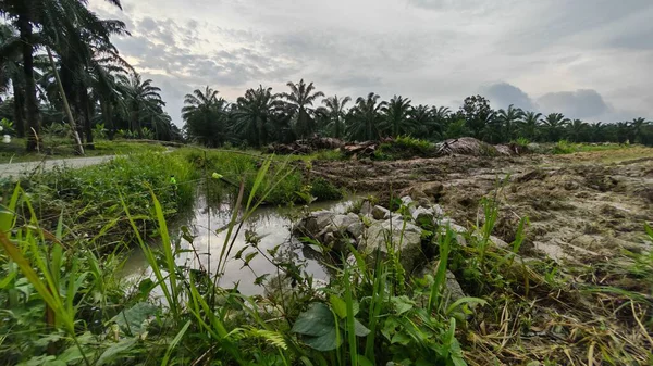 Plantasyon alanının çevresindeki basit kırsal drenaj sistemi ile gündüz gökyüzü sahnesi ön planda..