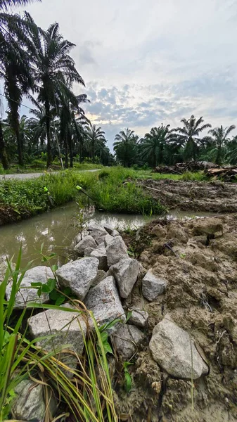 Plantasyon alanının çevresindeki basit kırsal drenaj sistemi ile gündüz gökyüzü sahnesi ön planda..