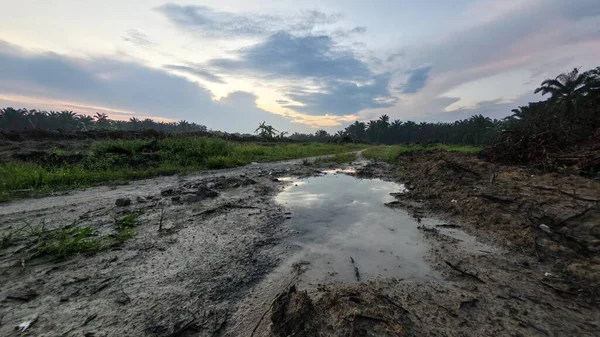 Renkli şafak vakti gökyüzü sahnesi. Tarlanın etrafındaki yabani bitki örtüsü ön planda..