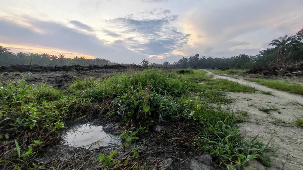 Renkli şafak vakti gökyüzü sahnesi. Tarlanın etrafındaki yabani bitki örtüsü ön planda..