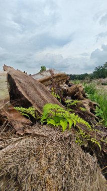 Renkli şafak vakti gökyüzü sahnesi. Tarlanın etrafındaki yabani bitki örtüsü ön planda..