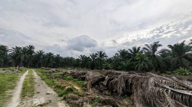 Renkli şafak vakti gökyüzü sahnesi. Tarlanın etrafındaki yabani bitki örtüsü ön planda..
