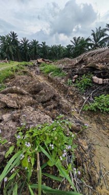 Renkli şafak vakti gökyüzü sahnesi. Tarlanın etrafındaki yabani bitki örtüsü ön planda..