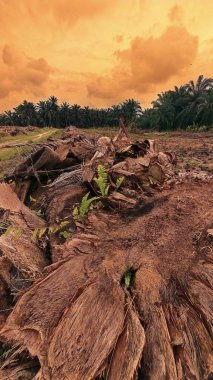Renkli şafak vakti gökyüzü sahnesi. Tarlanın etrafındaki yabani bitki örtüsü ön planda..