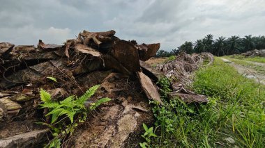 Renkli şafak vakti gökyüzü sahnesi. Tarlanın etrafındaki yabani bitki örtüsü ön planda..