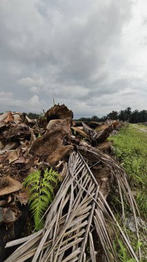 Renkli şafak vakti gökyüzü sahnesi. Tarlanın etrafındaki yabani bitki örtüsü ön planda..