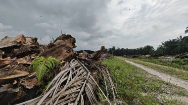 Renkli şafak vakti gökyüzü sahnesi. Tarlanın etrafındaki yabani bitki örtüsü ön planda..