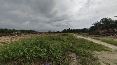 Renkli şafak vakti gökyüzü sahnesi. Tarlanın etrafındaki yabani bitki örtüsü ön planda..