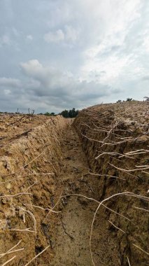 Renkli şafak vakti gökyüzü sahnesi. Tarlanın etrafındaki yabani bitki örtüsü ön planda..