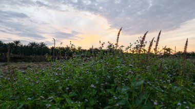 Renkli şafak vakti gökyüzü sahnesi. Tarlanın etrafındaki yabani bitki örtüsü ön planda..