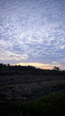 Renkli şafak vakti gökyüzü sahnesi. Tarlanın etrafındaki yabani bitki örtüsü ön planda..