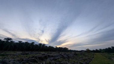 Renkli şafak vakti gökyüzü sahnesi. Tarlanın etrafındaki yabani bitki örtüsü ön planda..