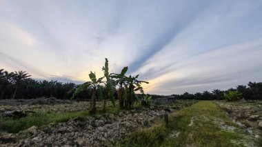 Renkli şafak vakti gökyüzü sahnesi. Tarlanın etrafındaki yabani bitki örtüsü ön planda..