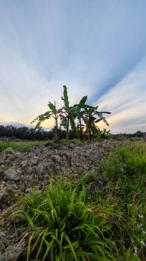 Renkli şafak vakti gökyüzü sahnesi. Tarlanın etrafındaki yabani bitki örtüsü ön planda..