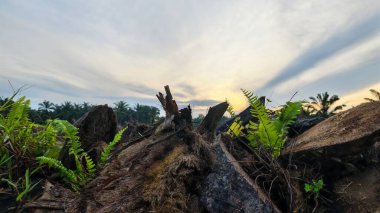 Renkli şafak vakti gökyüzü sahnesi. Tarlanın etrafındaki yabani bitki örtüsü ön planda..