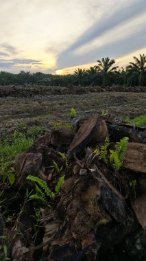 Renkli şafak vakti gökyüzü sahnesi. Tarlanın etrafındaki yabani bitki örtüsü ön planda..