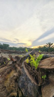 Renkli şafak vakti gökyüzü sahnesi. Tarlanın etrafındaki yabani bitki örtüsü ön planda..