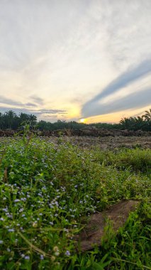 Renkli şafak vakti gökyüzü sahnesi. Tarlanın etrafındaki yabani bitki örtüsü ön planda..
