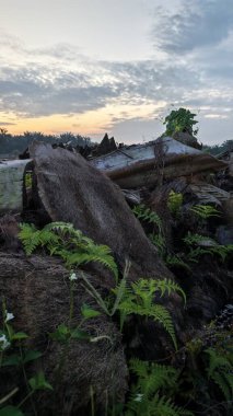Renkli şafak vakti gökyüzü sahnesi. Tarlanın etrafındaki yabani bitki örtüsü ön planda..