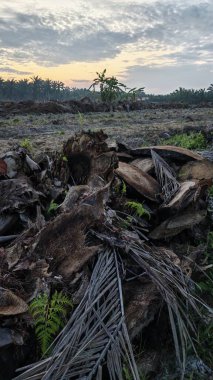 Renkli şafak vakti gökyüzü sahnesi. Tarlanın etrafındaki yabani bitki örtüsü ön planda..