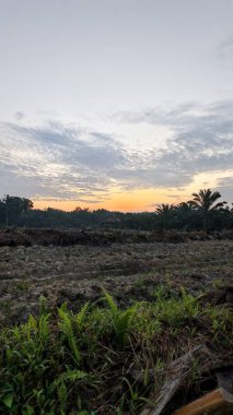 colorful dawn sky scene with the wild vegetation around the plantation field in the foreground.